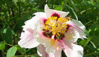 Pollination of flowers by bees close up, Honey Bee on Yellow Flower, Close Up Macro