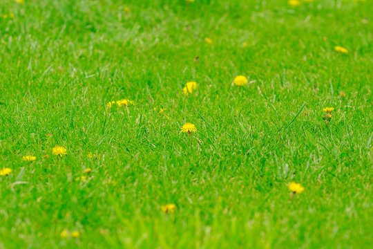 Green grass with yellow dandelions. Background 
