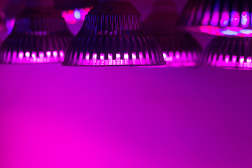  LED Grow Light Full Spectrum phyto light lamps for plants, lightening of seedlings and plants in greenhouses. industrial cultivation of plants under artificial light. Soft focus.