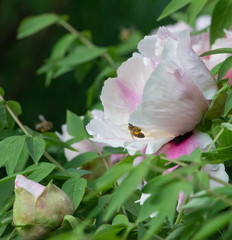 Pollination of flowers by bees close up, Honey Bee on Yellow Flower, Close Up Macro