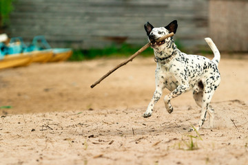 Dog playing on the beach. A white spotted dog running with a stick on a sunny day.
