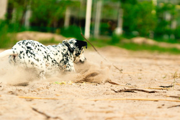 A dog playing in the sand. A white spotted and a happy dog playing with a wooden stick in the beach in the morning.