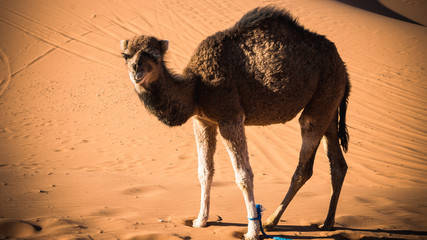 camel in the sahara desert