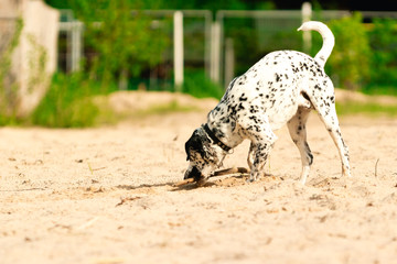 Obraz na płótnie Canvas A dog playing in the sand. A white spotted and a happy dog playing with a wooden stick in the beach in the morning.