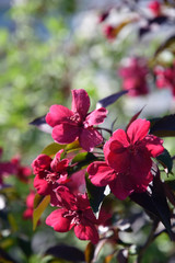 Blooming cherry tree, blue sky background.
