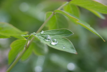 Dew on flowers close up, big drops of dew on flowers, Dew on flowers after rain