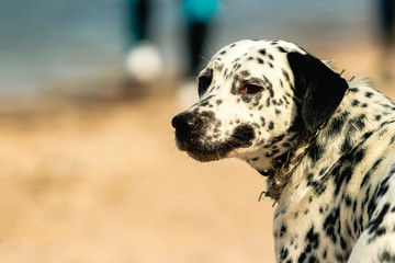 Portrait of a white spotted dog smiling and looking at the camera