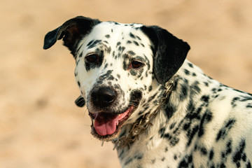 Portrait of a white spotted dog smiling at the camera with mouth open and tongue out