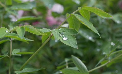 Dew on flowers close up, big drops of dew on flowers, Dew on flowers after rain