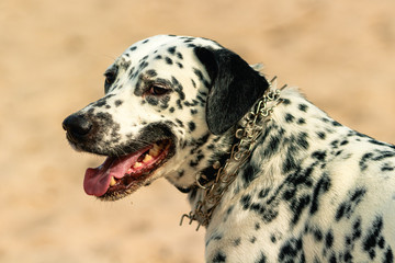 Portrait of a white spotted dog smiling with mouth open and tongue out