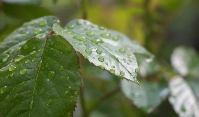 Dew on flowers close up, big drops of dew on flowers, Dew on flowers after rain