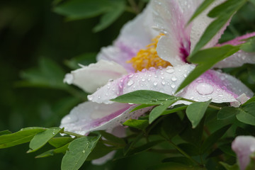 Dew on flowers close up, big drops of dew on flowers, Dew on flowers after rain