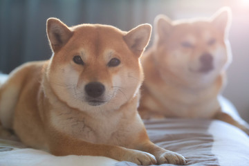 Shiba Inu chilling in the bed and sunlight