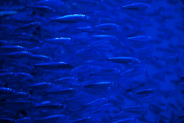 Abstract blue background with herring shoal