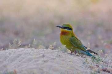 Obraz premium Blue-tailed bee-eater