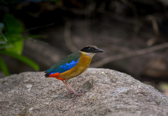 Blue-wing Pitta, Beautiful bird in Thailand