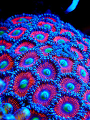 Colorful Zoanthus polyps colony aquacultured in coral reef aquarium tank