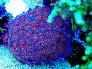 Colorful Zoanthus polyps colony aquacultured in coral reef aquarium tank