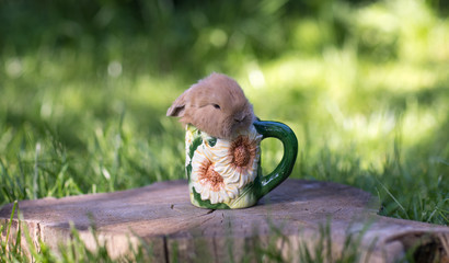 funny little rabbit in a tea mug