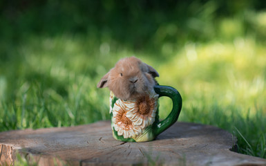 funny little rabbit in a tea mug