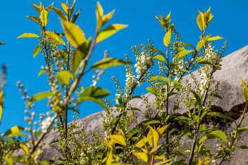 In early may, from the swollen buds on the trees appear the first leaves and flowers.