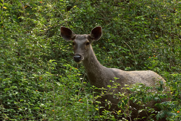 Jim Corbett national tiger reserve forest