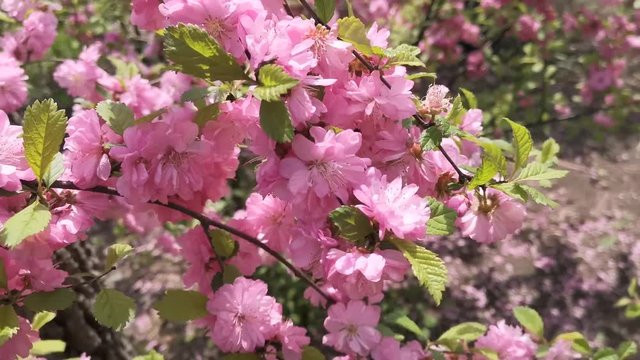Pink cherry blossoms on blurred background