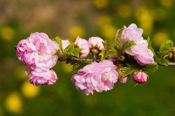 Pink flowers in garden