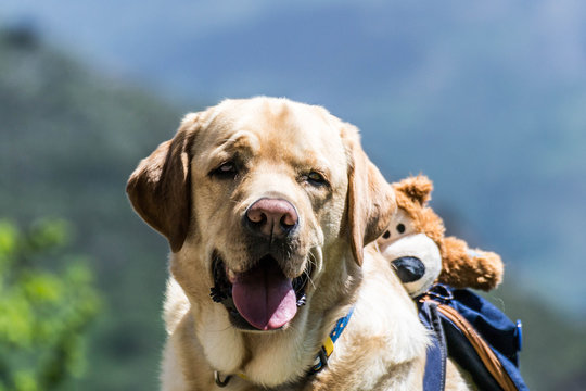 Perro Labrador de excursión por la montaña