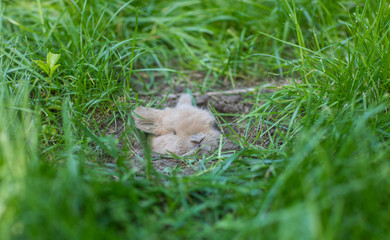 the rabbit is sleeping in a hole