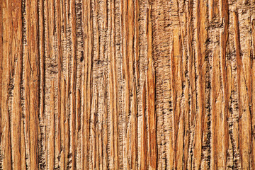 Natural background. The texture of the bark of a tropical tree.
