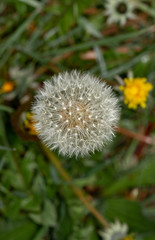 Blowball in the spring
