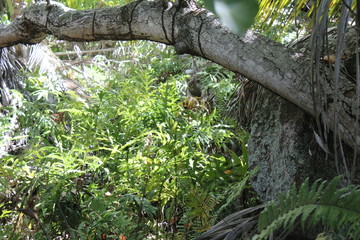 private island indian ocean beach