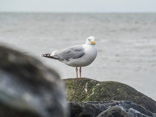 Möve mit Unschärfe