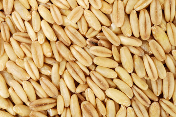 Raw oat grouts closeup texture