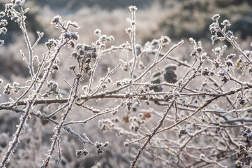 spring sunshine on frosted vegetation