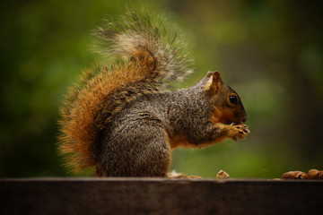 Naklejka na ściany i meble Beautifule squirrel eating nut in the park