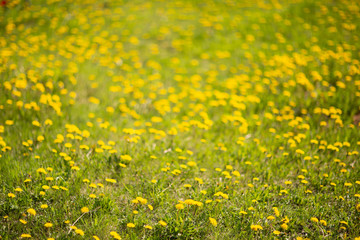 Obraz premium field of dandelions