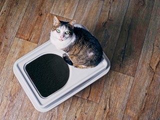 Cute tabby cat sitting on a top-entry litter box and looking up to the camera. High angle view.