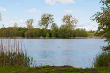 Large pond, with growing trees along the banks. 