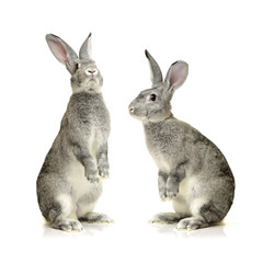 Naklejka na ściany i meble orange rabbit and grey rabbit on a white background