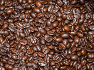 Organic coffee beans, Thailand