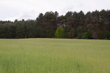 Spring meadow and blue sky over grass field, countryside landscape