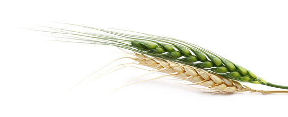 Young and ripe ears of wheat isolated on white background, with clipping path