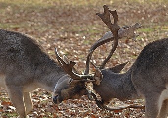 Two male deers fighting with their antlers