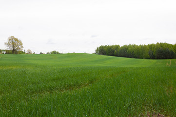Spring meadow and blue sky over grass field, countryside landscape