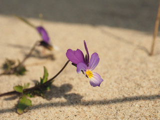 Fototapeta na wymiar Endangered plant species Viola tricolor curtisii