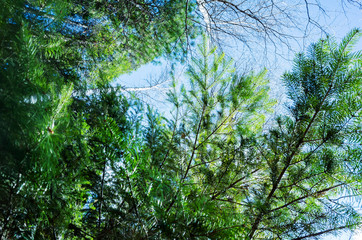 Forest landscape, view from below. Different types of wood and blue sky. Forest natural background.