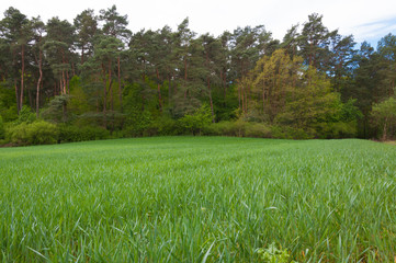 Spring meadow and blue sky over grass field, countryside landscape
