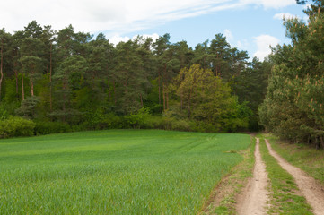 Fototapeta na wymiar Spring meadow and blue sky over grass field, countryside landscape